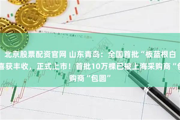 北京股票配资官网 山东青岛：全国首批“板蓝根白菜”喜获丰收，正式上市！首批10万棵已被上海采购商“包圆”